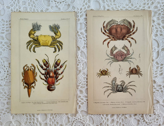 Coastal Home Decor 1830s Crab Crustacean Engraving from the Animal Kingdom by Cuvier of London